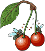 mosche ciliege.gif